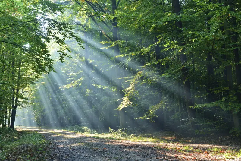 Sonnenstrahlen fallen durch einen Laubwald auf einen Waldweg